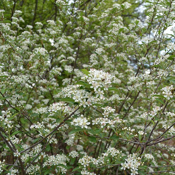 Bare Root Red Chokeberry (Aronia arbutifolia) - Monticello Shop