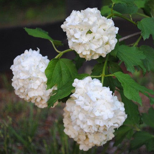 Bare Root Snowball Bush (Viburnum opulus roseum) - Monticello Shop