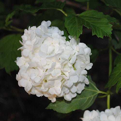 Bare Root Snowball Bush (Viburnum opulus roseum) - Monticello Shop