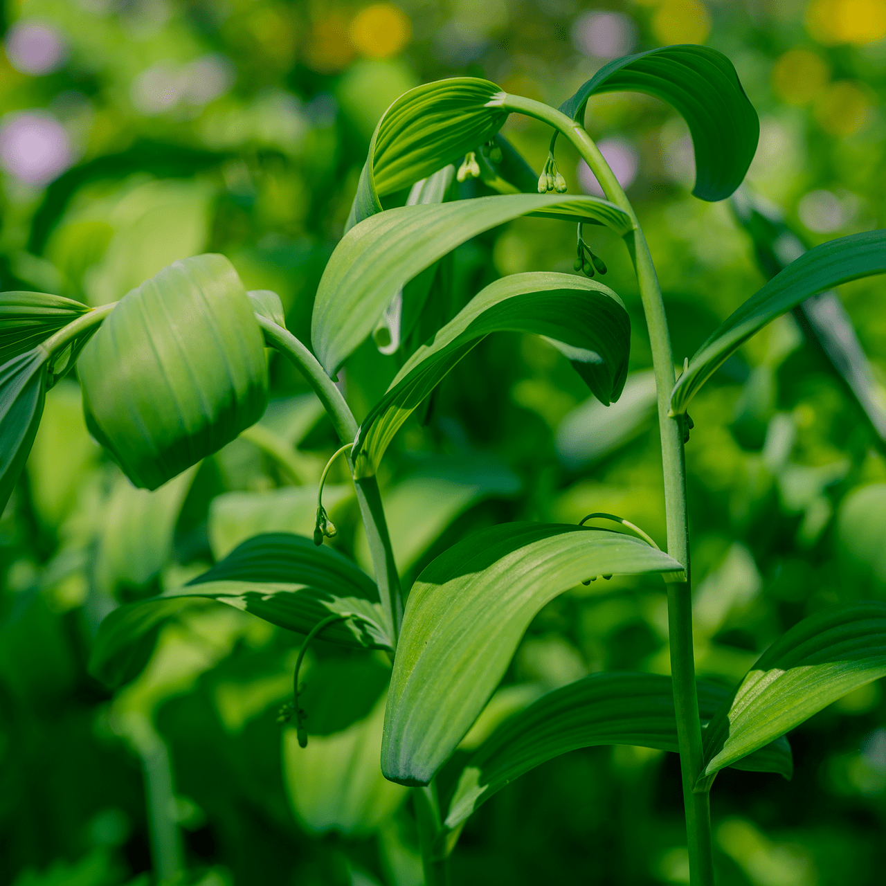 Bare Root Solomon's Seal (Polygonatum biflorum) – Monticello Shop