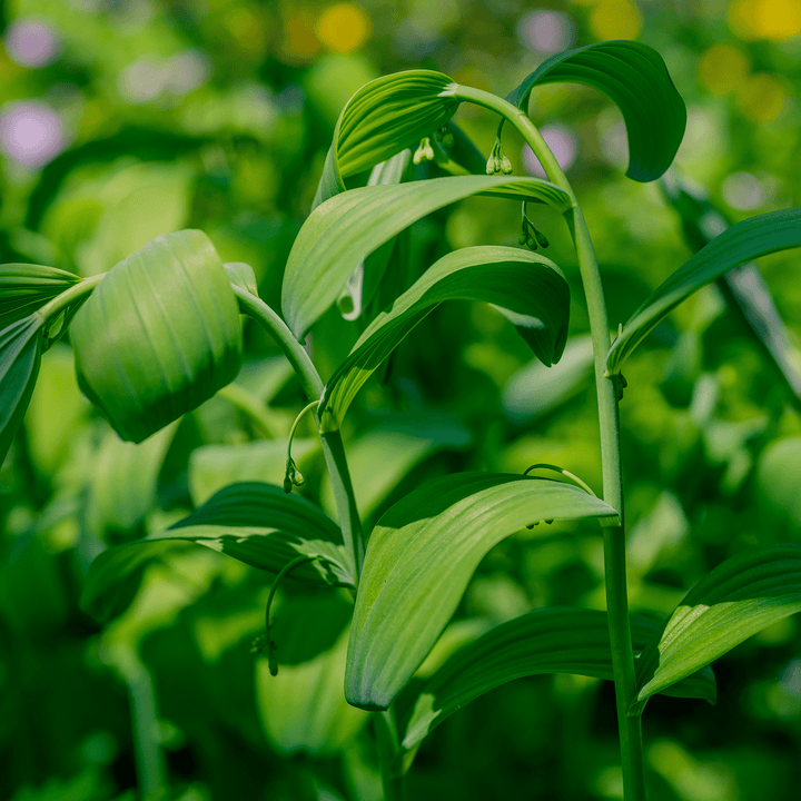 Bare Root Solomon's Seal (Polygonatum biflorum) - Monticello Shop