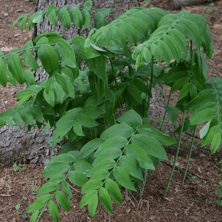 Bare Root Solomon's Seal (Polygonatum biflorum) - Monticello Shop