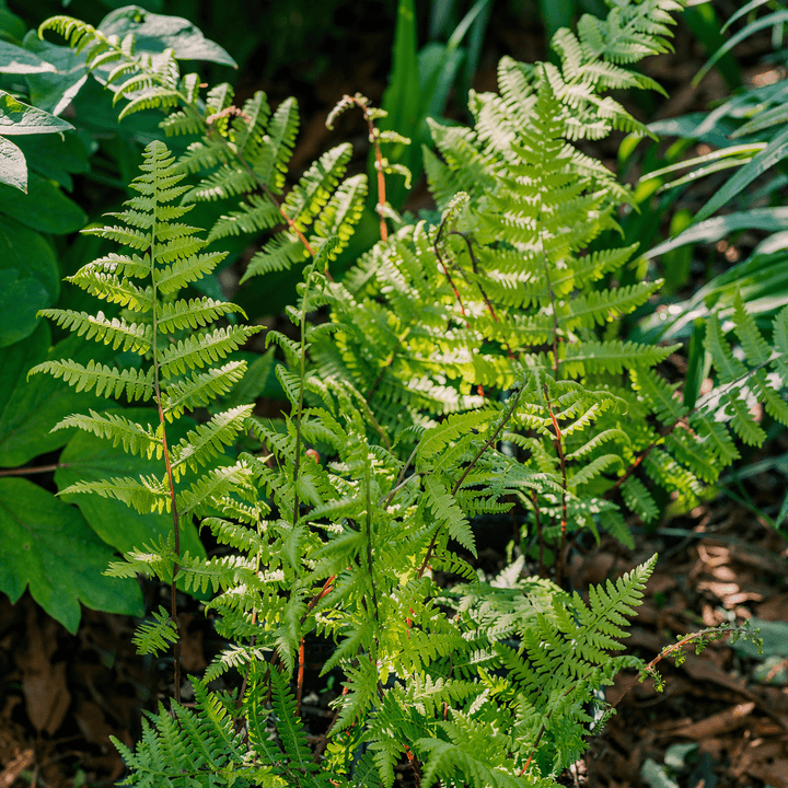 Bare Root Southern Lady Fern (Athyrium filix - femina var. asplenioides) - Monticello Shop