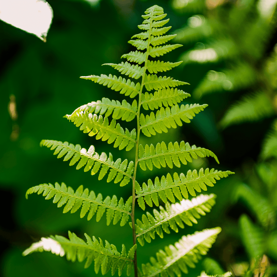 Bare Root Southern Lady Fern (Athyrium filix - femina var. asplenioides) - Monticello Shop