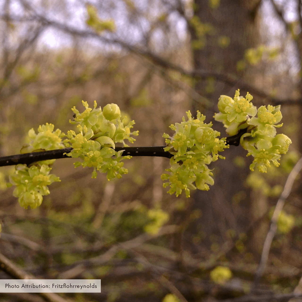 Bare Root Spicebush (Lindera benzoin) – Monticello Shop