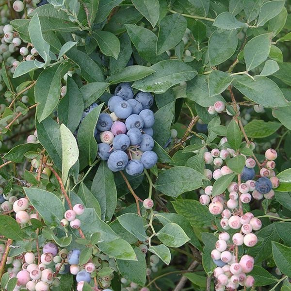 Bare Root 'Tifblue' Rabbiteye Blueberry (Vaccinium virgatum cv.) - Monticello Shop