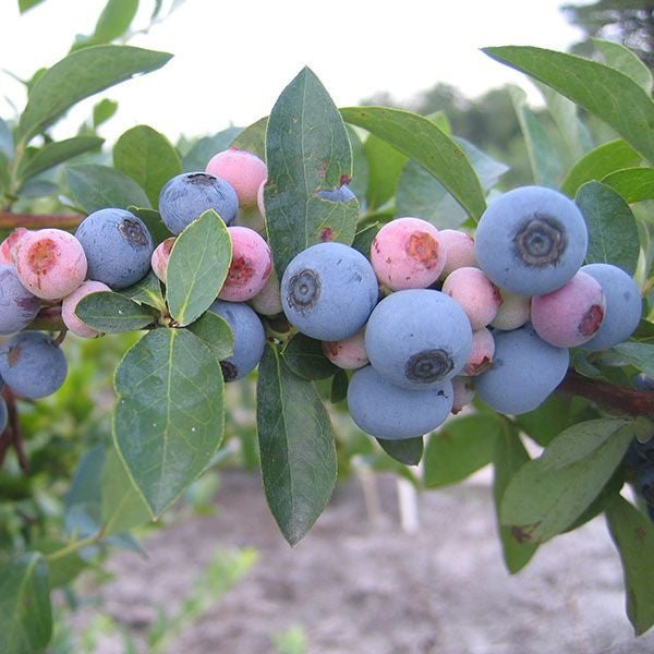 Bare Root 'Tifblue' Rabbiteye Blueberry (Vaccinium virgatum cv.) - Monticello Shop