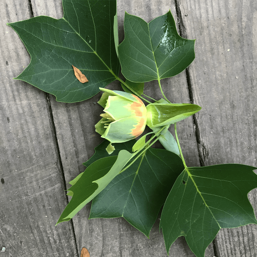 Bare Root Tulip Tree (Liriodendron tulipifera) - Monticello Shop