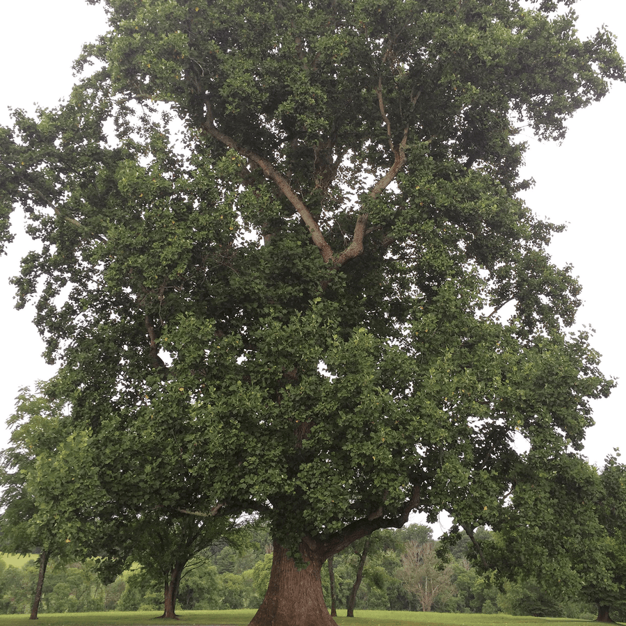 Bare Root Tulip Tree (Liriodendron tulipifera) - Monticello Shop