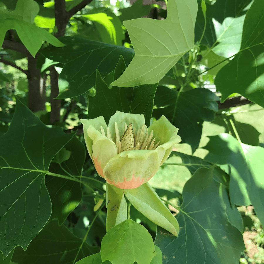 Bare Root Tulip Tree (Liriodendron tulipifera) - Monticello Shop