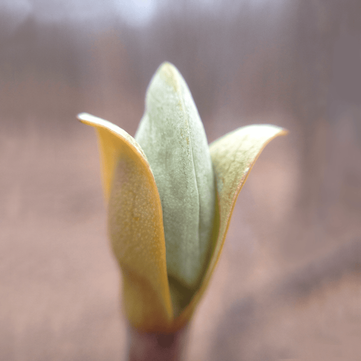 Bare Root Tulip Tree (Liriodendron tulipifera) - Monticello Shop