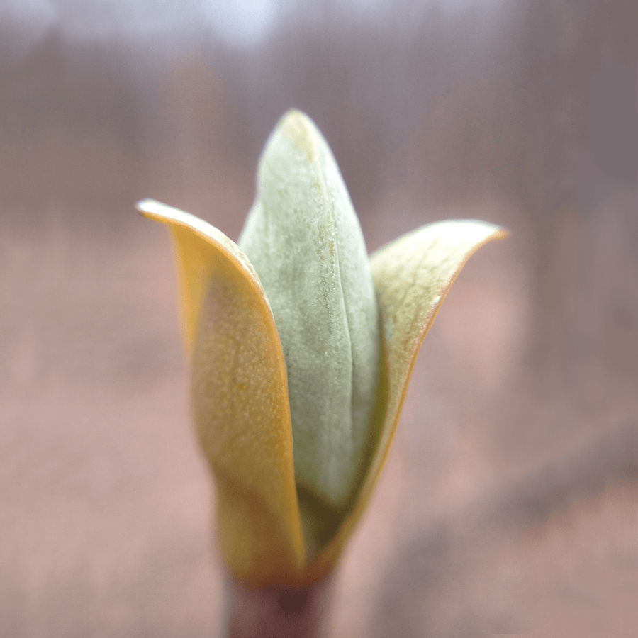 Bare Root Tulip Tree (Liriodendron tulipifera) - Monticello Shop