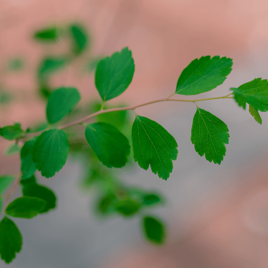 Bare Root Vanhoutte Spirea (Spiraea x vanhouttei) - Monticello Shop
