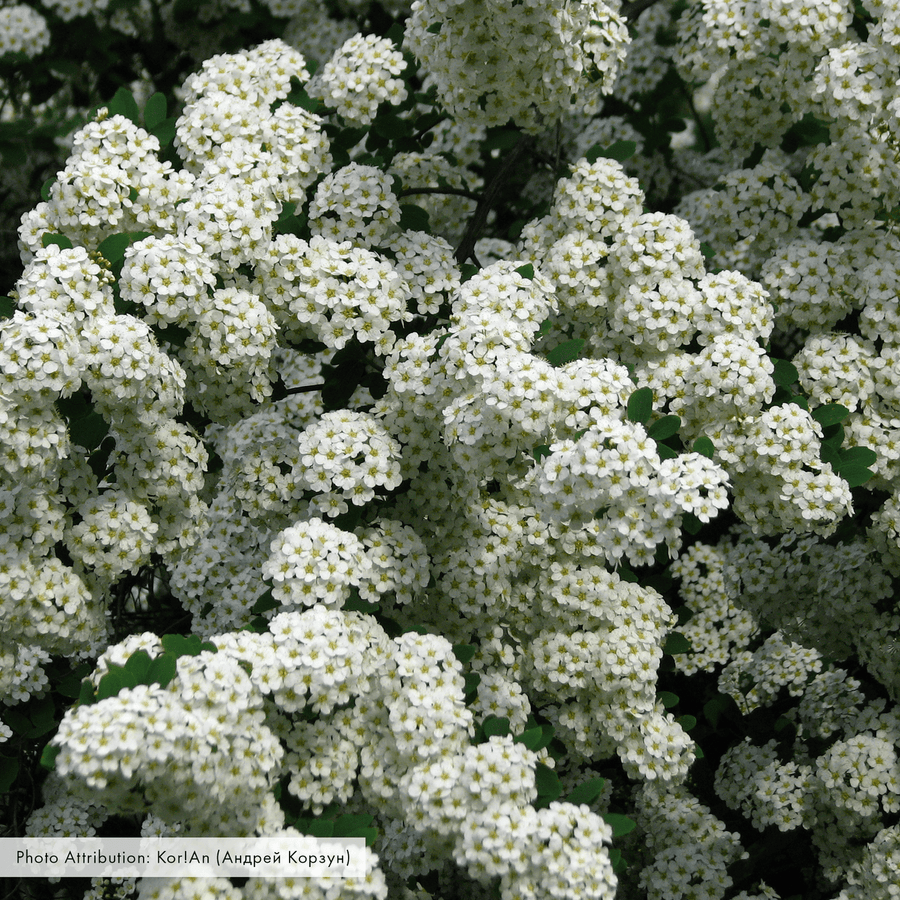 Bare Root Vanhoutte Spirea (Spiraea x vanhouttei) - Monticello Shop