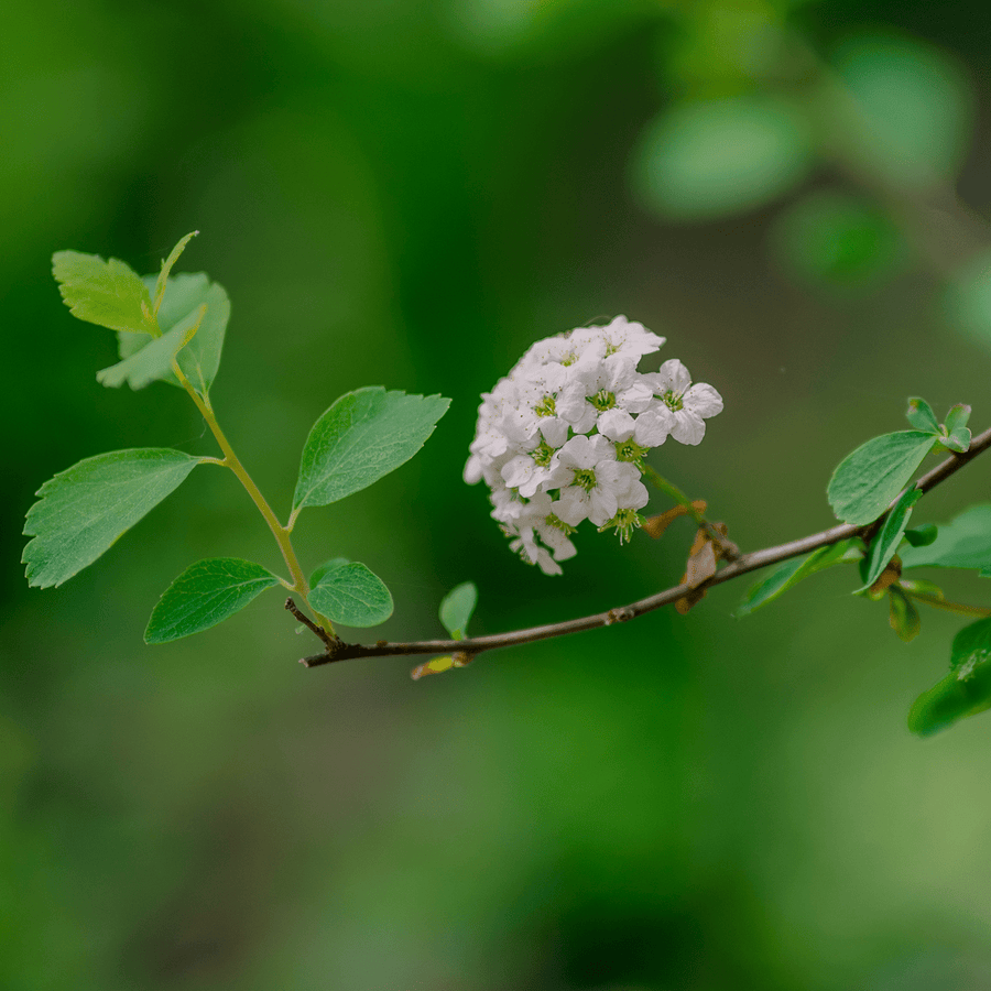 Bare Root Vanhoutte Spirea (Spiraea x vanhouttei) - Monticello Shop