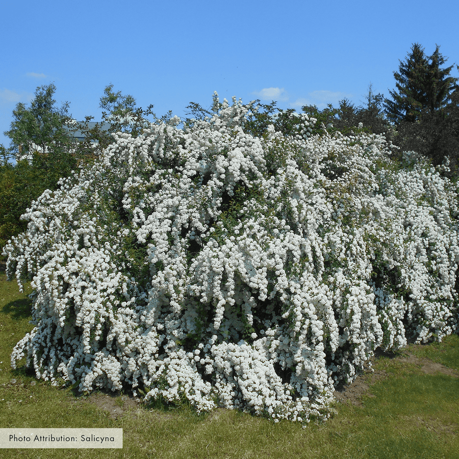 Bare Root Vanhoutte Spirea (Spiraea x vanhouttei) - Monticello Shop