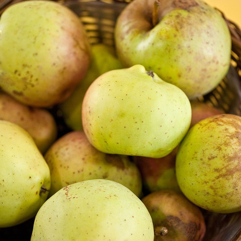 Bare Root 'Yellow Bellflower' Apple Tree (Malus cv.) - Monticello Shop