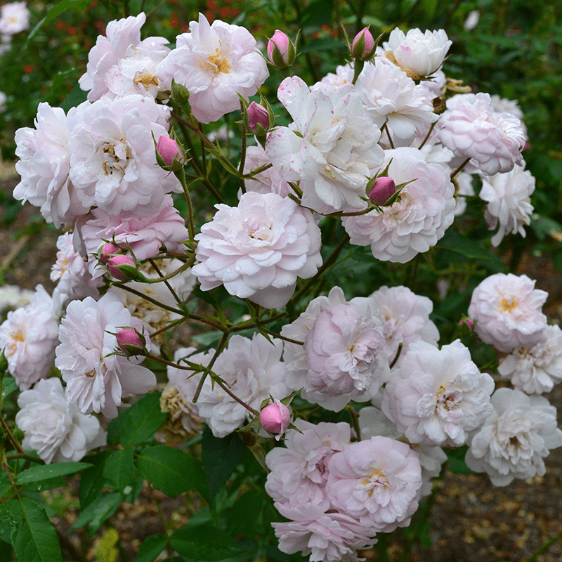 Belle Vichysoise Rose (Rosa x noisettiana cv.) - Monticello Shop