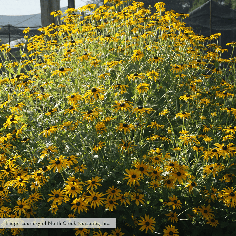Black - eyed Susan; Orange Coneflower (Rudbeckia fulgida var. fulgida) - Monticello Shop