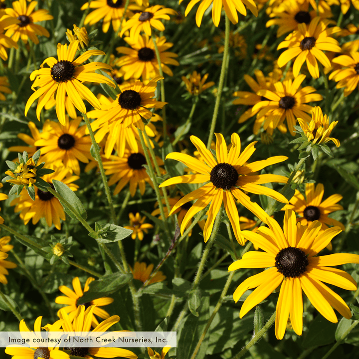 Black - eyed Susan; Orange Coneflower (Rudbeckia fulgida var. fulgida) - Monticello Shop