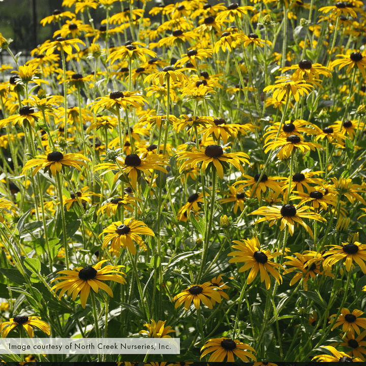 Black - eyed Susan; Orange Coneflower (Rudbeckia fulgida var. fulgida) - Monticello Shop