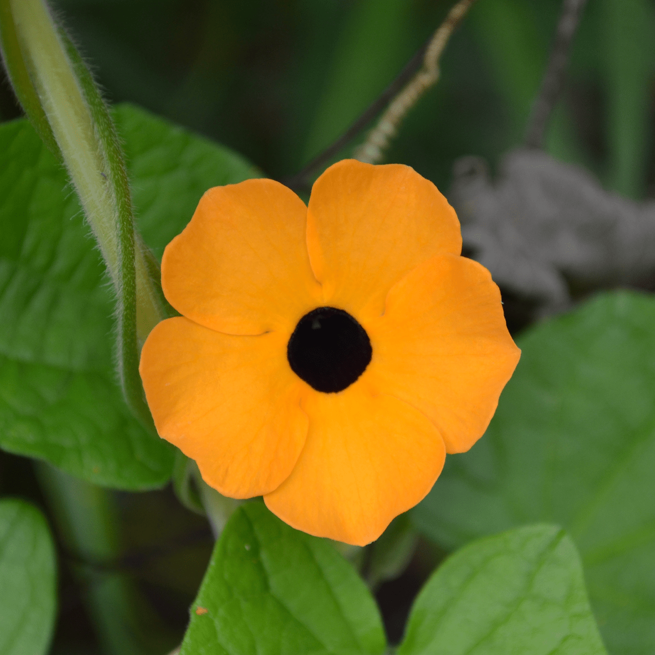 planting black eyed susan vine seeds Black Eyed Susan Vine Seeds (Thunbergia alata) – Monticello Shop