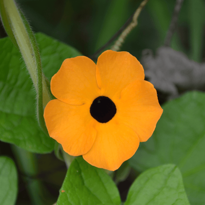 Black Eyed Susan Vine Seeds (Thunbergia alata) - Monticello Shop