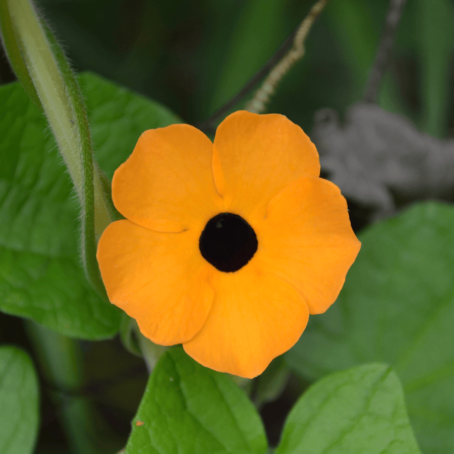 Black Eyed Susan Vine Seeds (Thunbergia alata) - Monticello Shop
