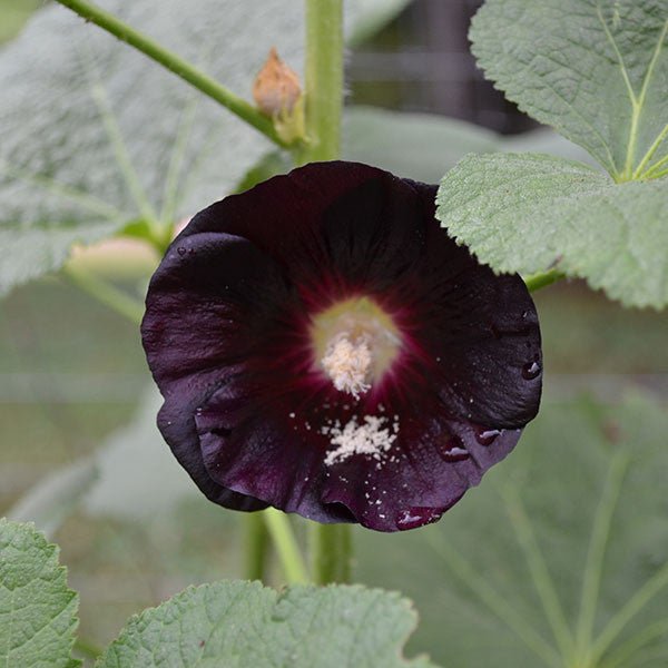 Black Hollyhock Seeds (Alcea rosea nigra) - Monticello Shop