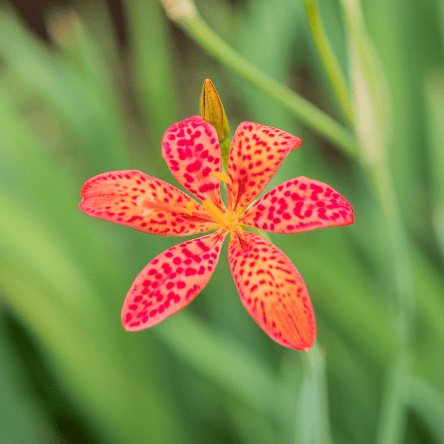 Blackberry Lily Seeds (Iris domestica) - Monticello Shop