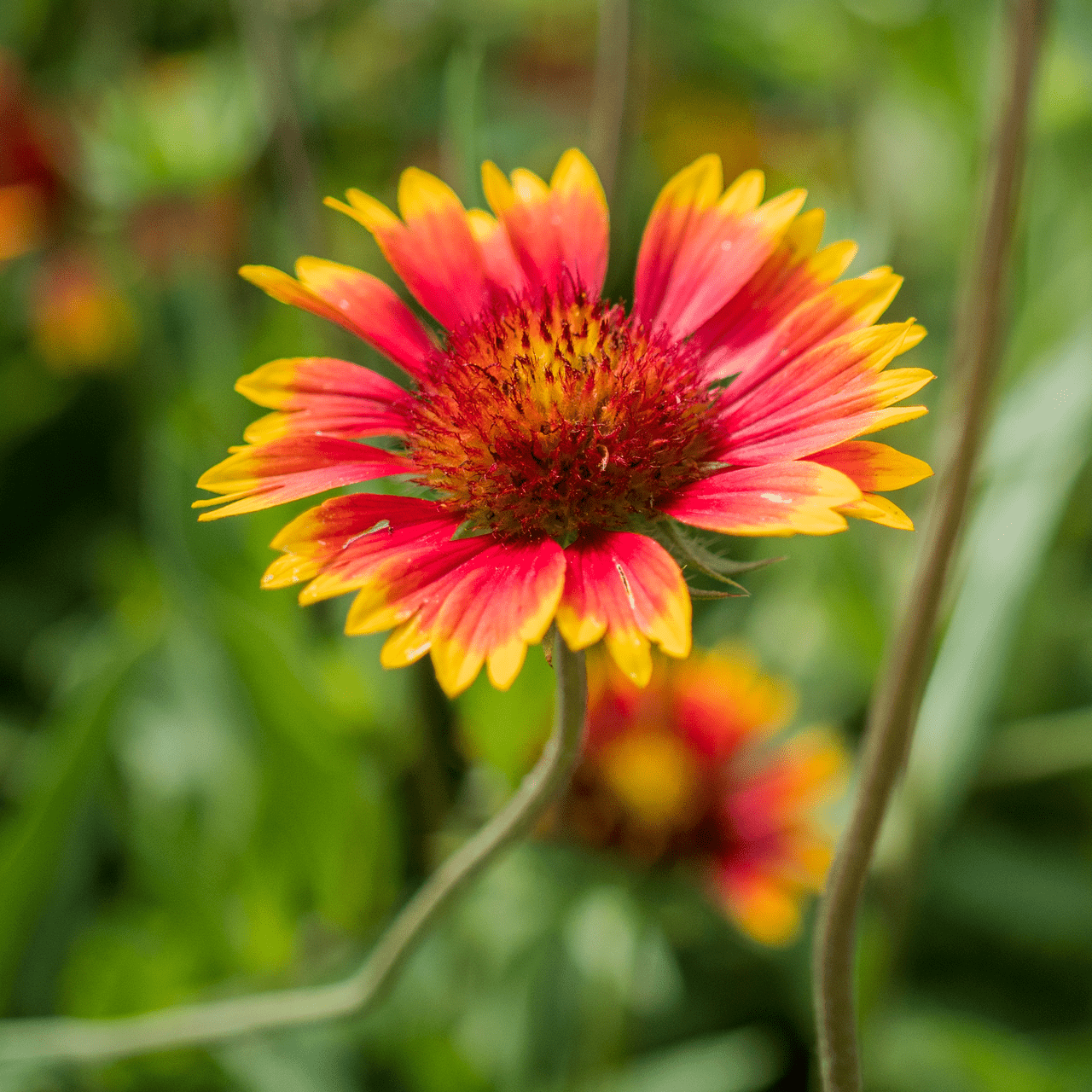 Blanket Flower Seeds (Gaillardia aristata) – Monticello Shop