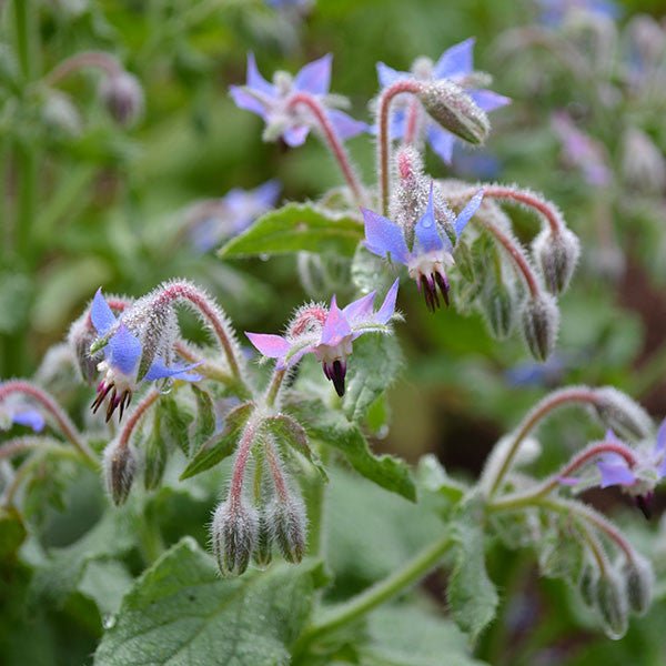 Borage Seeds (Borago officinalis) - Monticello Shop