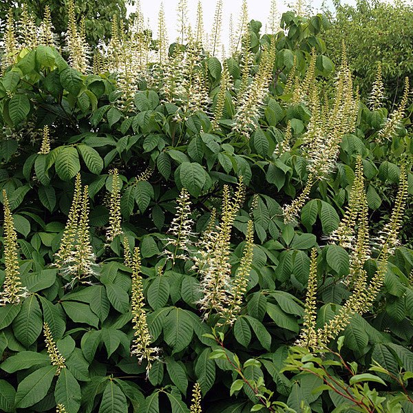 Bottlebrush Buckeye (Aesculus parviflora) - Monticello Shop