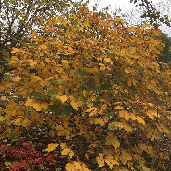 Bottlebrush Buckeye (Aesculus parviflora) - Monticello Shop