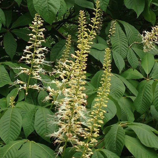Bottlebrush Buckeye (Aesculus parviflora) - Monticello Shop