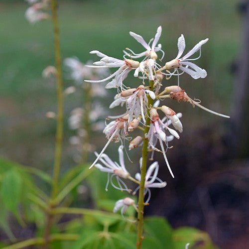 Bottlebrush Buckeye (Aesculus parviflora) - Monticello Shop