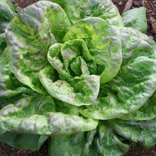 dutch garden seeds Brown Dutch Lettuce Seeds (Lactuca sativa cv.) – Monticello Shop