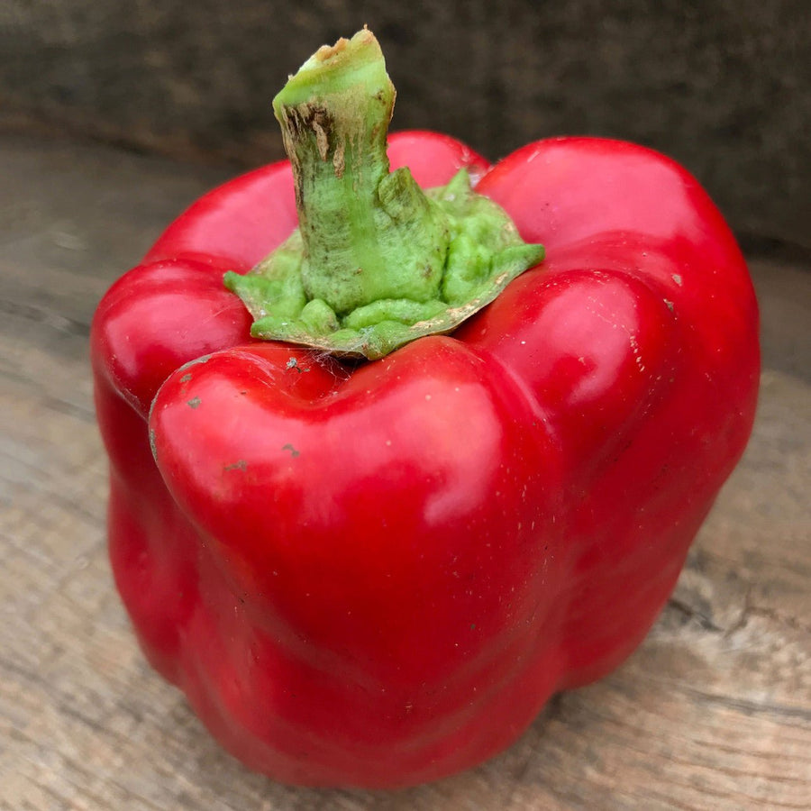 Bull Nose Pepper Seeds (Capsicum annuum var. annuum) - Monticello Shop