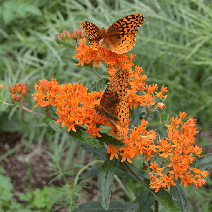 Butterfly Weed Seeds (Asclepias tuberosa) - Monticello Shop