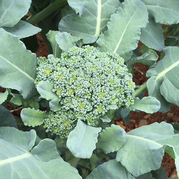 Calabrese Broccoli Seeds (Brassica oleracea cv.)