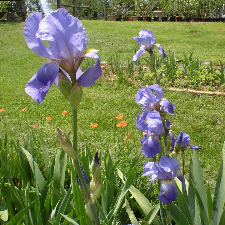 California Blue Iris (Iris x germanica cv.) - Monticello Shop