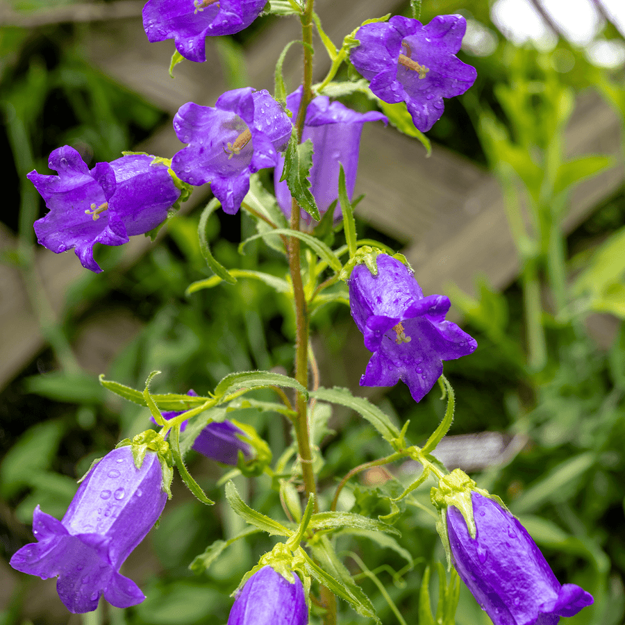 Canterbury Bells (Campanula medium) - Monticello Shop
