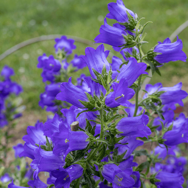 Canterbury Bells (Campanula medium) - Monticello Shop