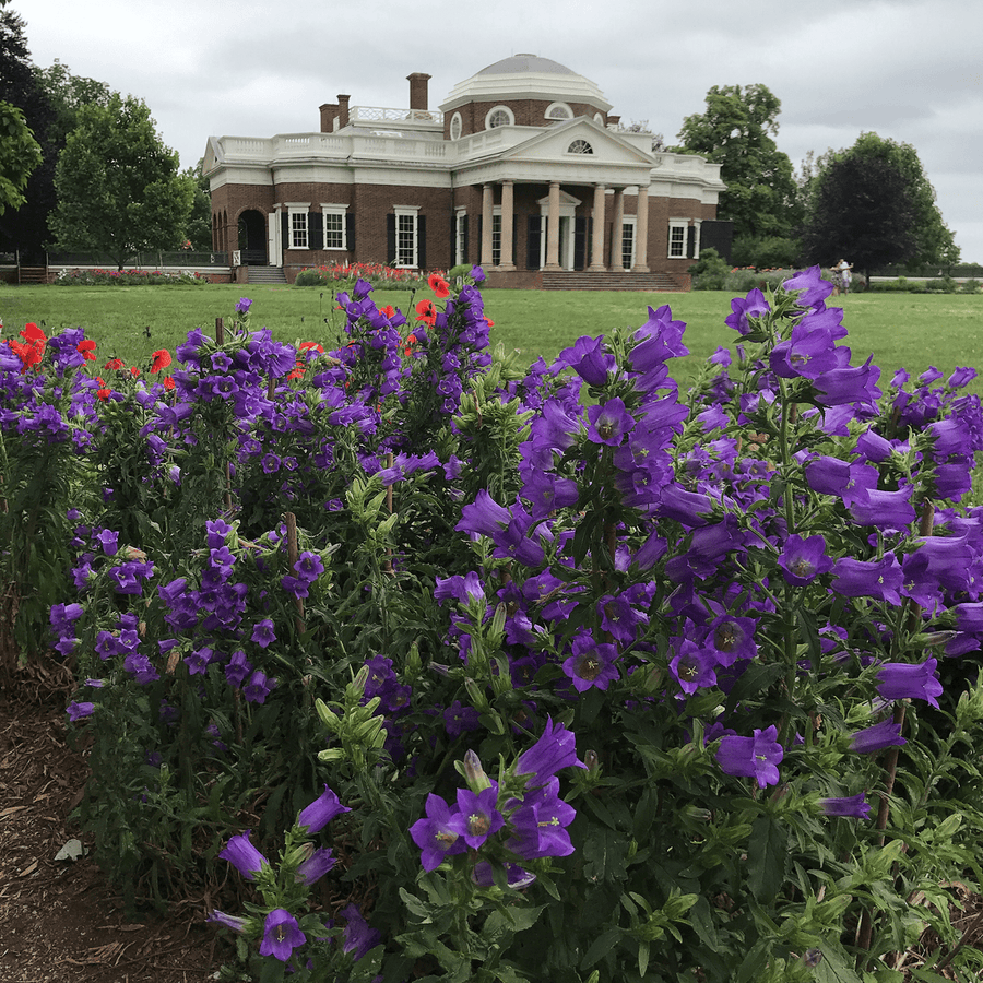 Canterbury Bells (Campanula medium) - Monticello Shop