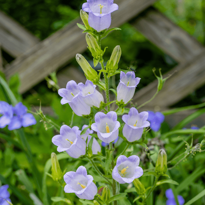 Canterbury Bells (Campanula medium) - Monticello Shop