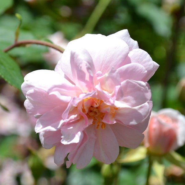 Cecile Brunner Rose (Rosa cv.) - Monticello Shop