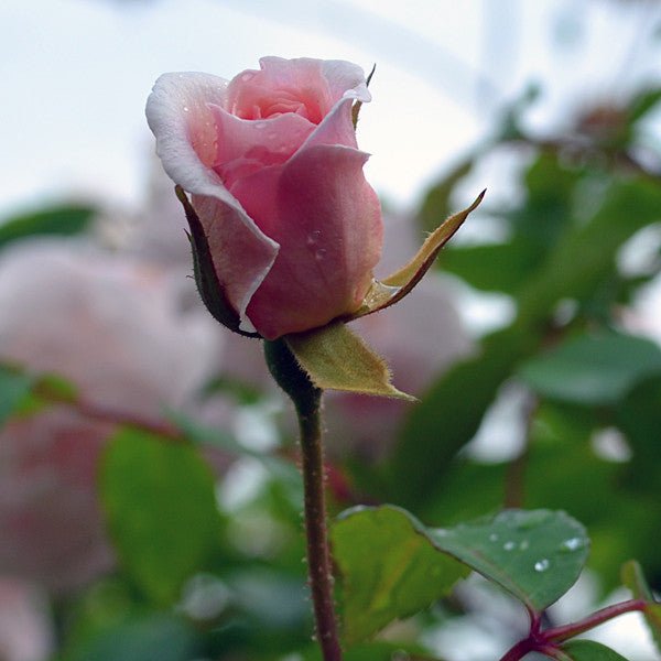 Cecile Brunner Rose (Rosa cv.) - Monticello Shop