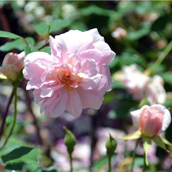 Cecile Brunner Rose (Rosa cv.) - Monticello Shop