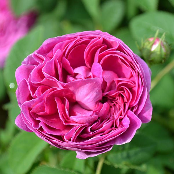 rosa gallica seeds Charles de Mills Rose (Rosa gallica cv.)