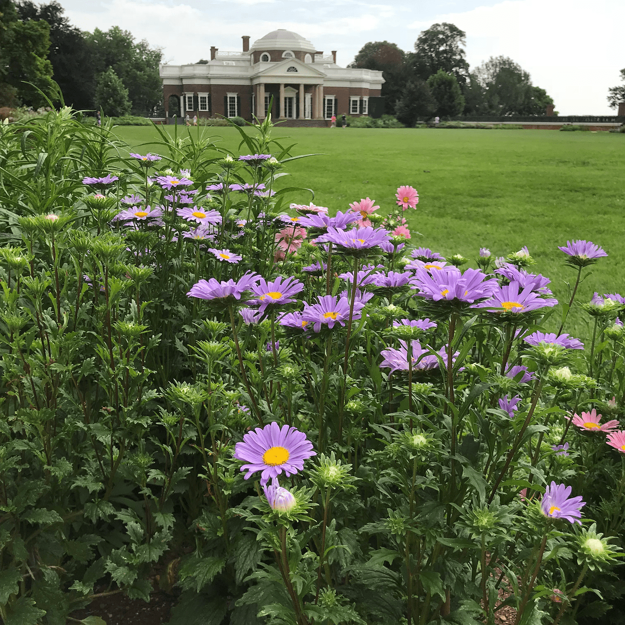 chinese aster plant China Aster Seeds (Callistephus chinensis) – Monticello Shop